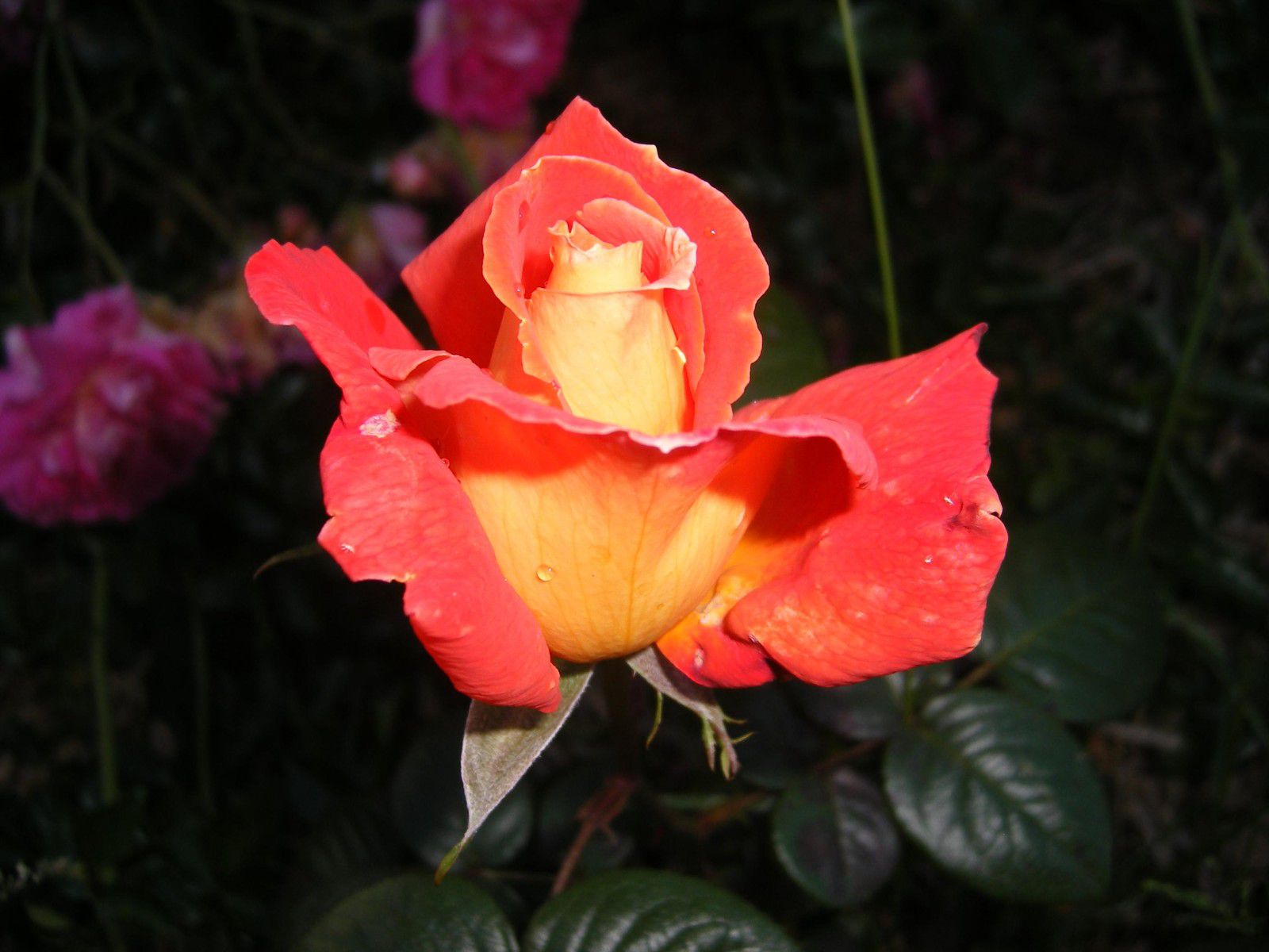 DSCF0278888888.JPG