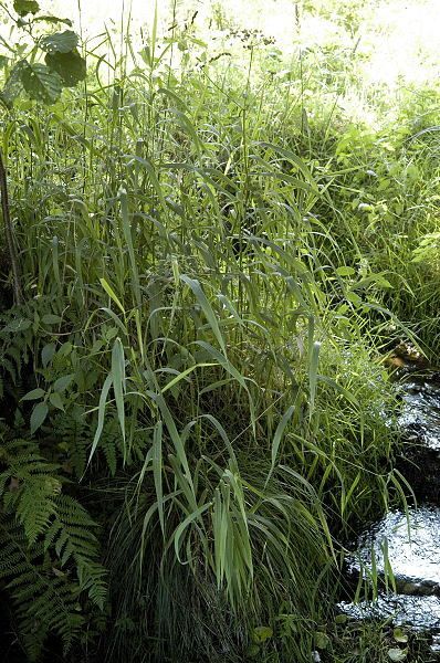 Phalaris-arundinacea