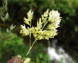 Phalaris arundinacea 07 05 2003 9
