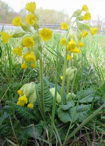 PrimevereOfficinale