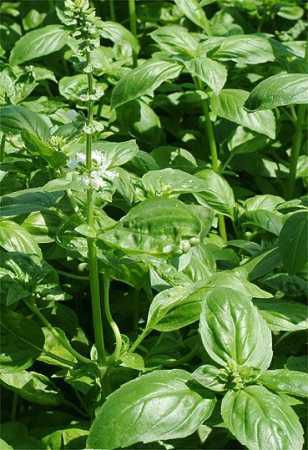 basilic