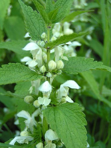 fleurs-ortie-blanche