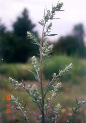 armoise vulgaire