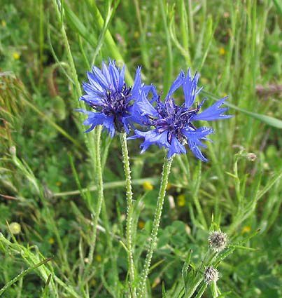 bleuet