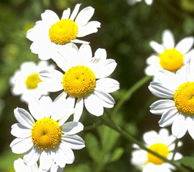 camomille