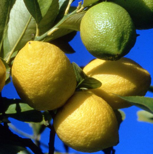 citron