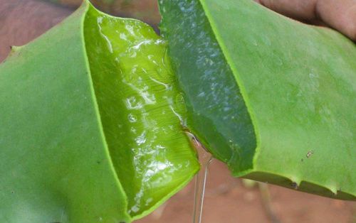 aloe-vera1