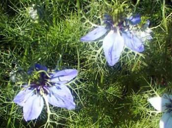 nigelle