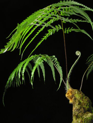 Cibotium barometz