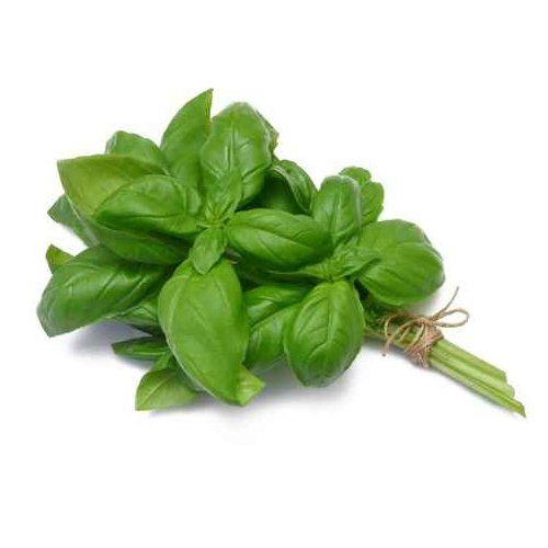 basilic