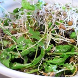 graines-germees-salade