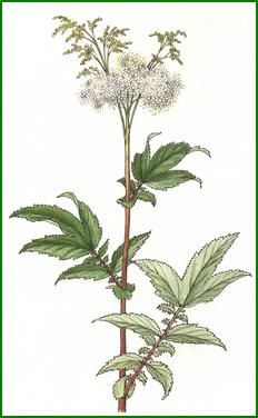 reinedprés