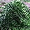 spiruline2