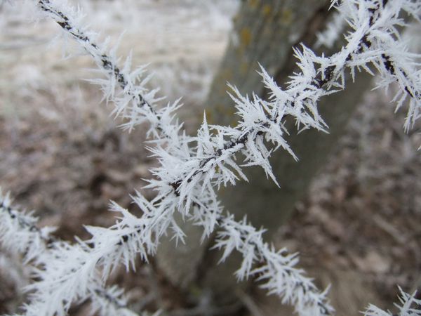 Givre 1er février (4)