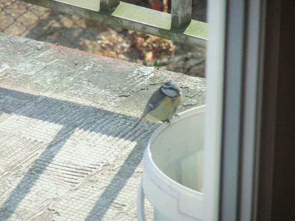 Une mésange nous visite