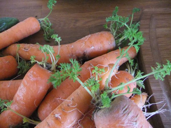 Carottes aux fanes (2)