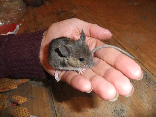 Petit mulot sauteur (1)