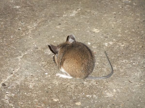 Petit mulot sauteur (2)