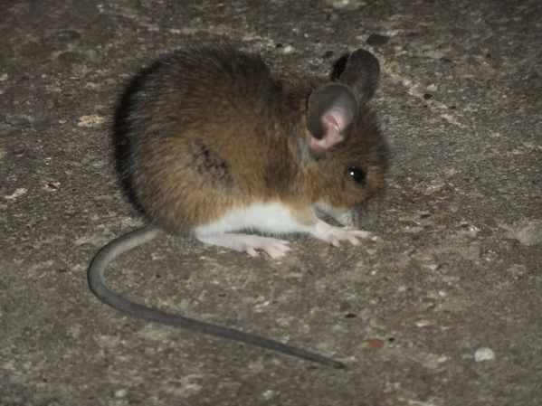 Petit mulot sauteur (3)