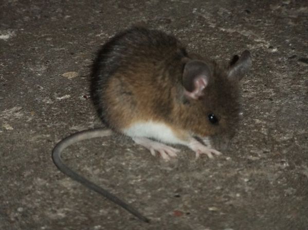 Petit mulot sauteur (4)