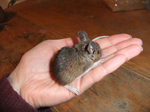 Petit mulot sauteur (5)