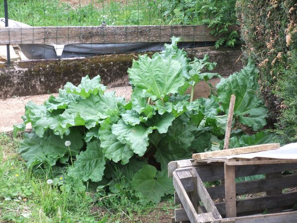 Rhubarbe après cueillette