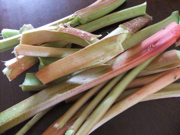 rhubarbe 1ère cueillette