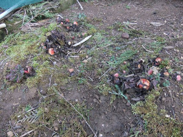 Etat des lieux du potager (10)