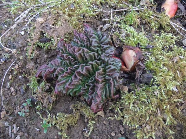 Etat des lieux du potager (11)