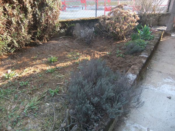 Etat des lieux du potager (12)
