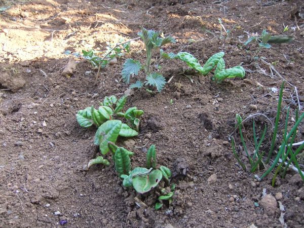 Etat des lieux du potager (13)