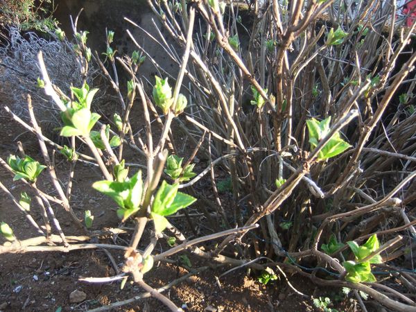 Etat des lieux du potager (14)