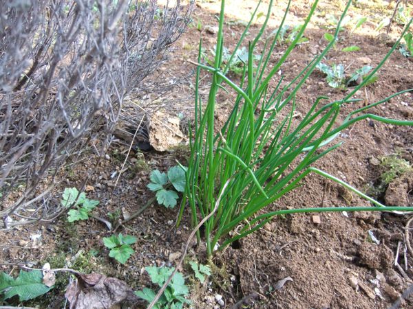 Etat des lieux du potager (15)