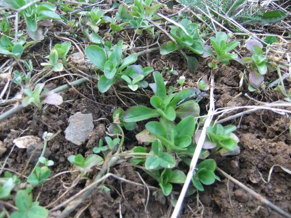 Etat des lieux du potager (4)