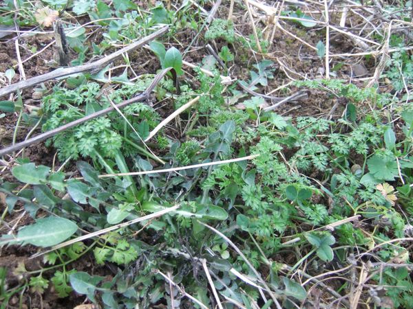 Etat des lieux du potager (5)