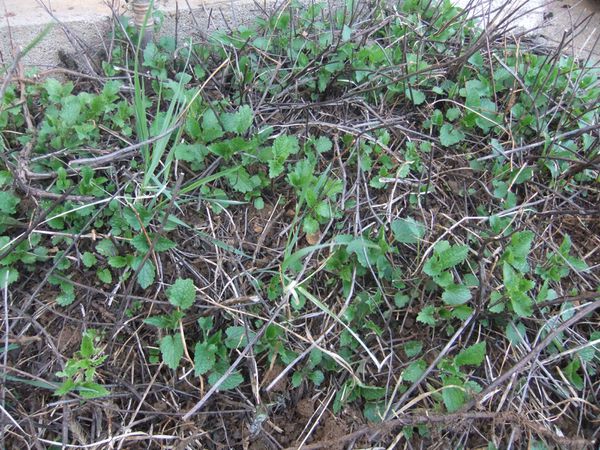 Etat des lieux du potager (6)