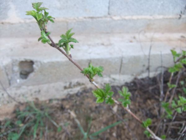 Etat des lieux du potager (7)
