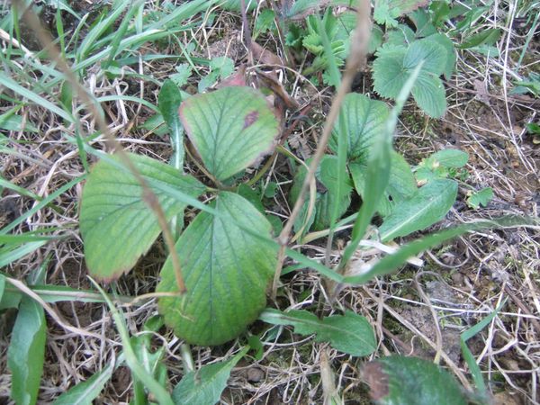 Etat des lieux du potager (8)