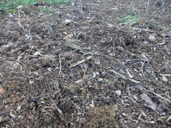 Etat des lieux du potager (9)
