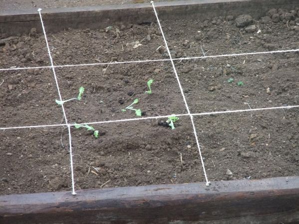 Plants de laitues