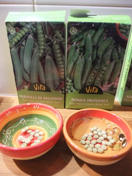 haricots et pois (2)