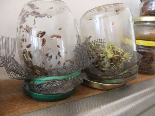 Germinations (1)