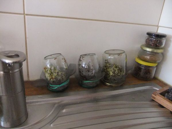 Germinations (2)