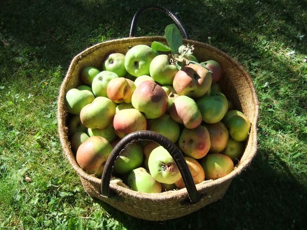 Pommes
