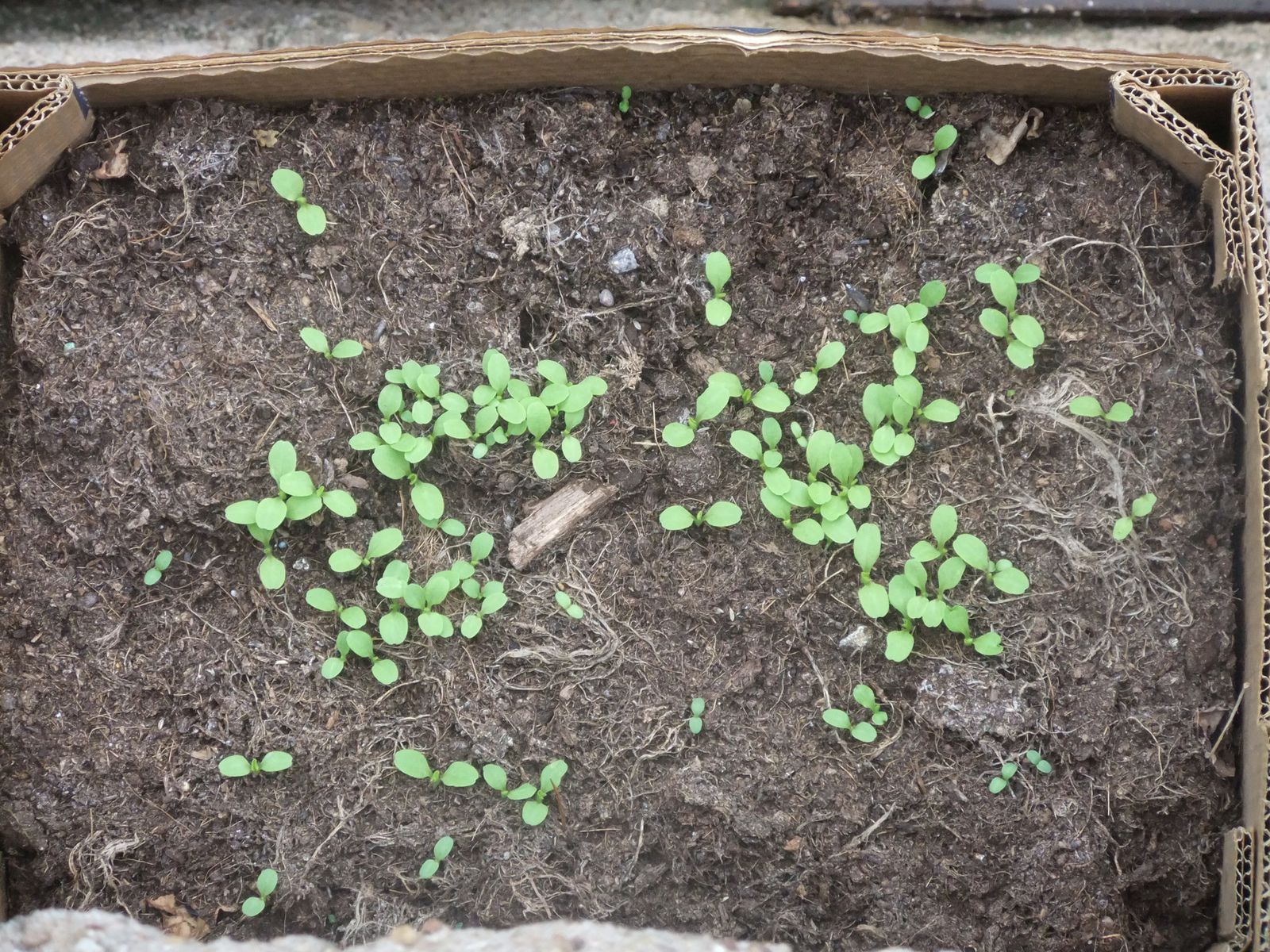 Voici un carton avec un fond de terre recouvert d'une fine couche de compost, où j'ai déposé les graines de tomate germées... Elles sortent très bien malgré le froid dehors...