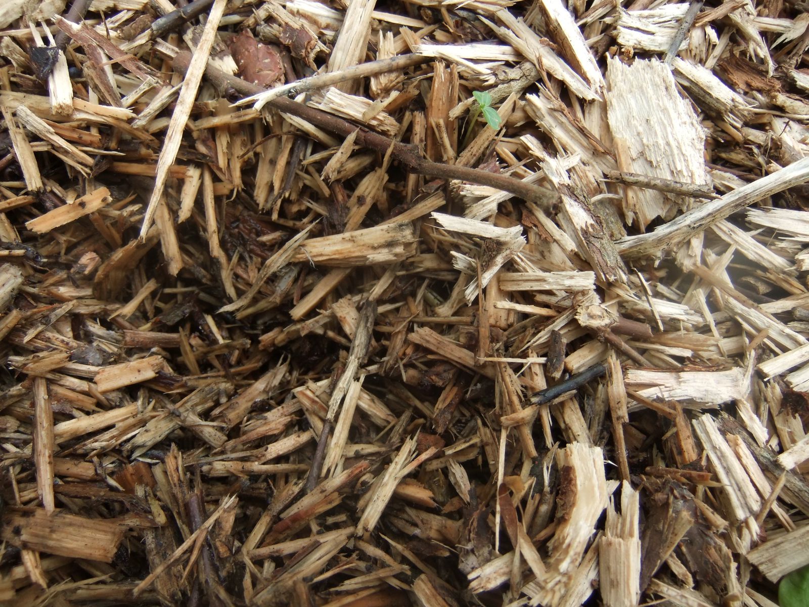 Et là, pour vous montrer à quel point le BRF (que je viens de retirer pour la photo) retient l'humidité au contact de la terre !