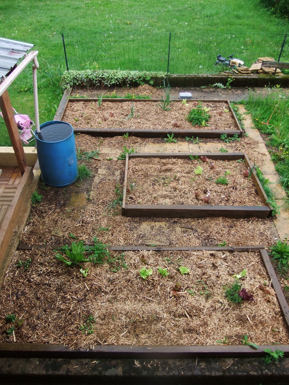 Notre potager, version 2013 !!!