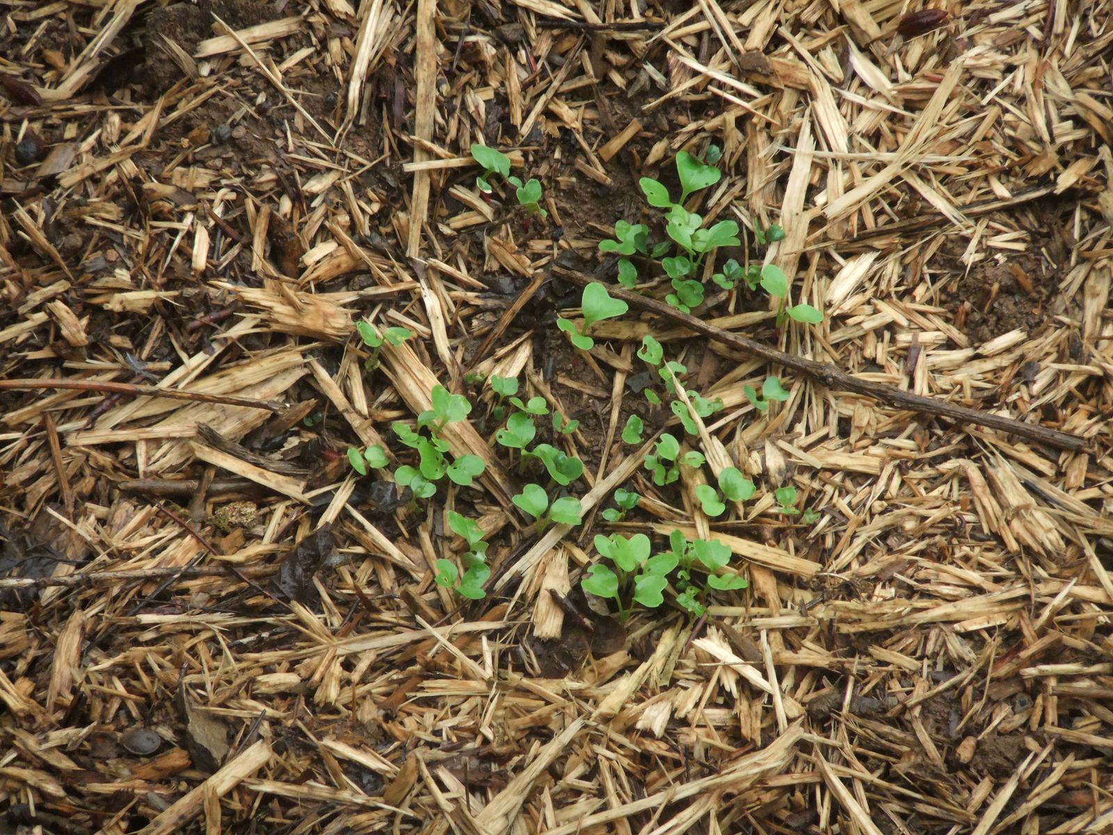 Semis de radis : j'ai presque retiré le mulch le temps que tout sorte, j'ai eu peur que les petites graines soient incapables de sortir sinon... J'ai fait l'expérience de laisser le mulch en couche sur d'autres carrés, on verra la différence !