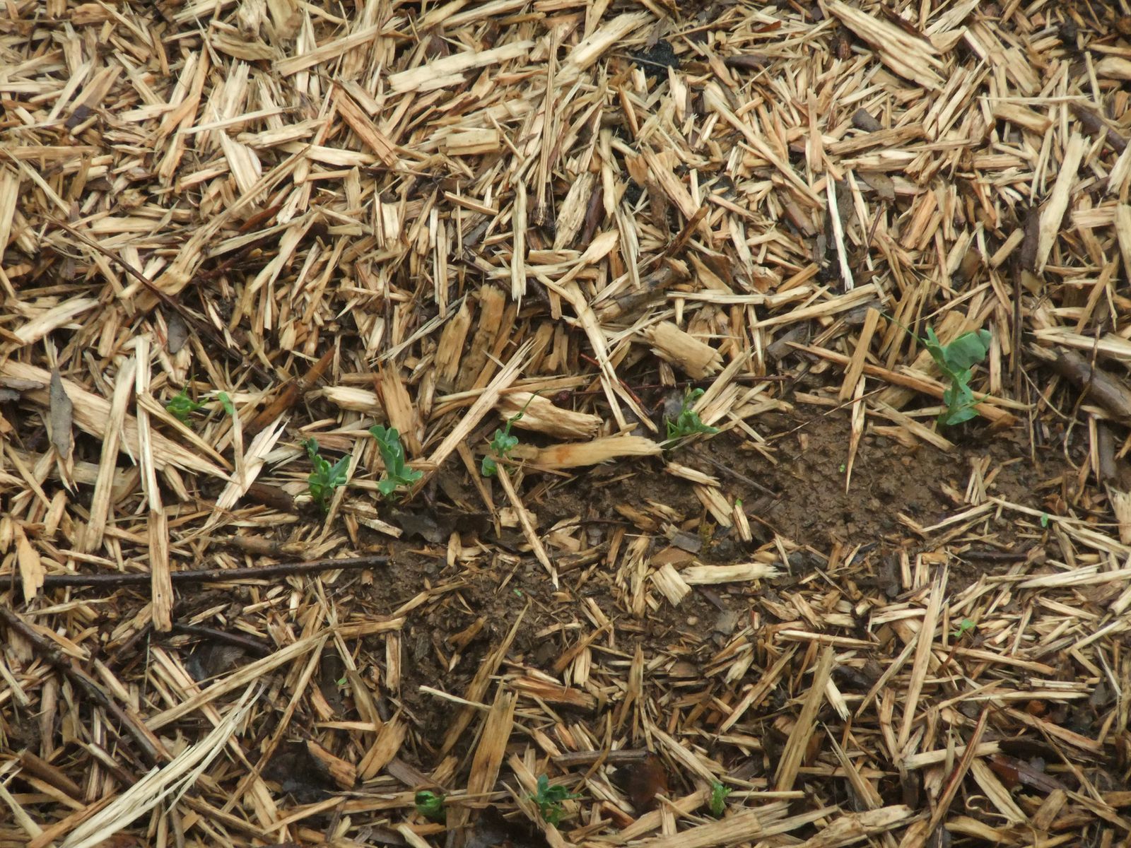 Semis de haricots qui ont bien pris, le mulch a été éparpillé pour permettre aux graines de monter, je vais maintenant le remettre plus épais