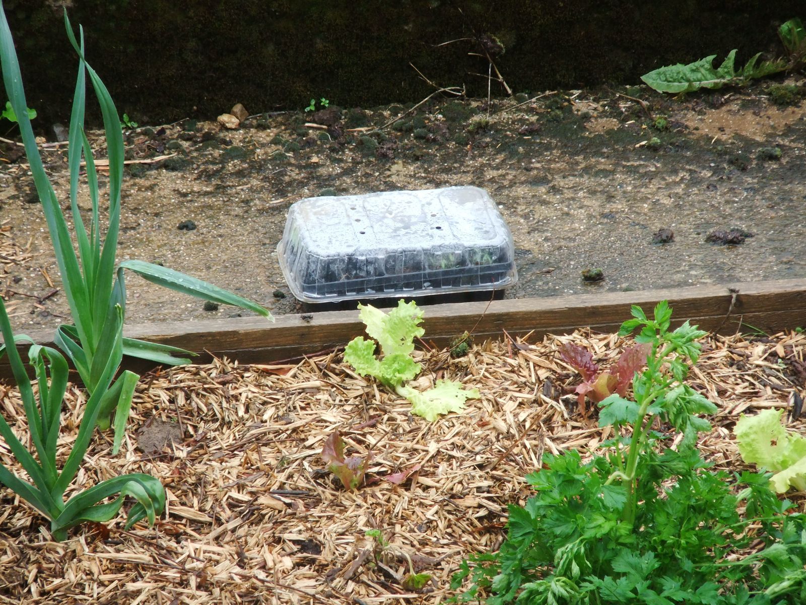 Et voici une autre technique que j'essaie : des poquets de récup', avec de la terre et du compost mélangés, les graines de tomate germées, et un couvercle en plastique de récup' aussi, pour faire une mini-serre. Bon, au final, je n'ai pas l'impression que ça change grand chose par rapport au carton qui est à l'air libre...